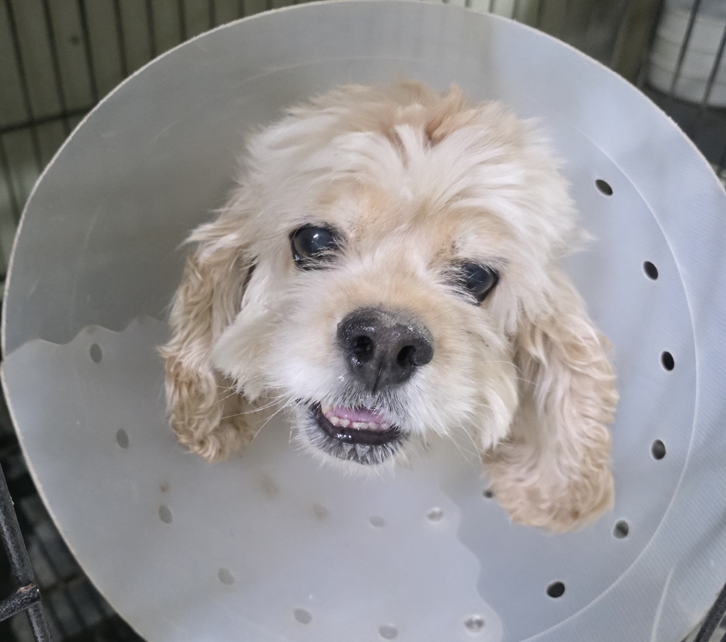 대구유기동물보호협회_427347202500893