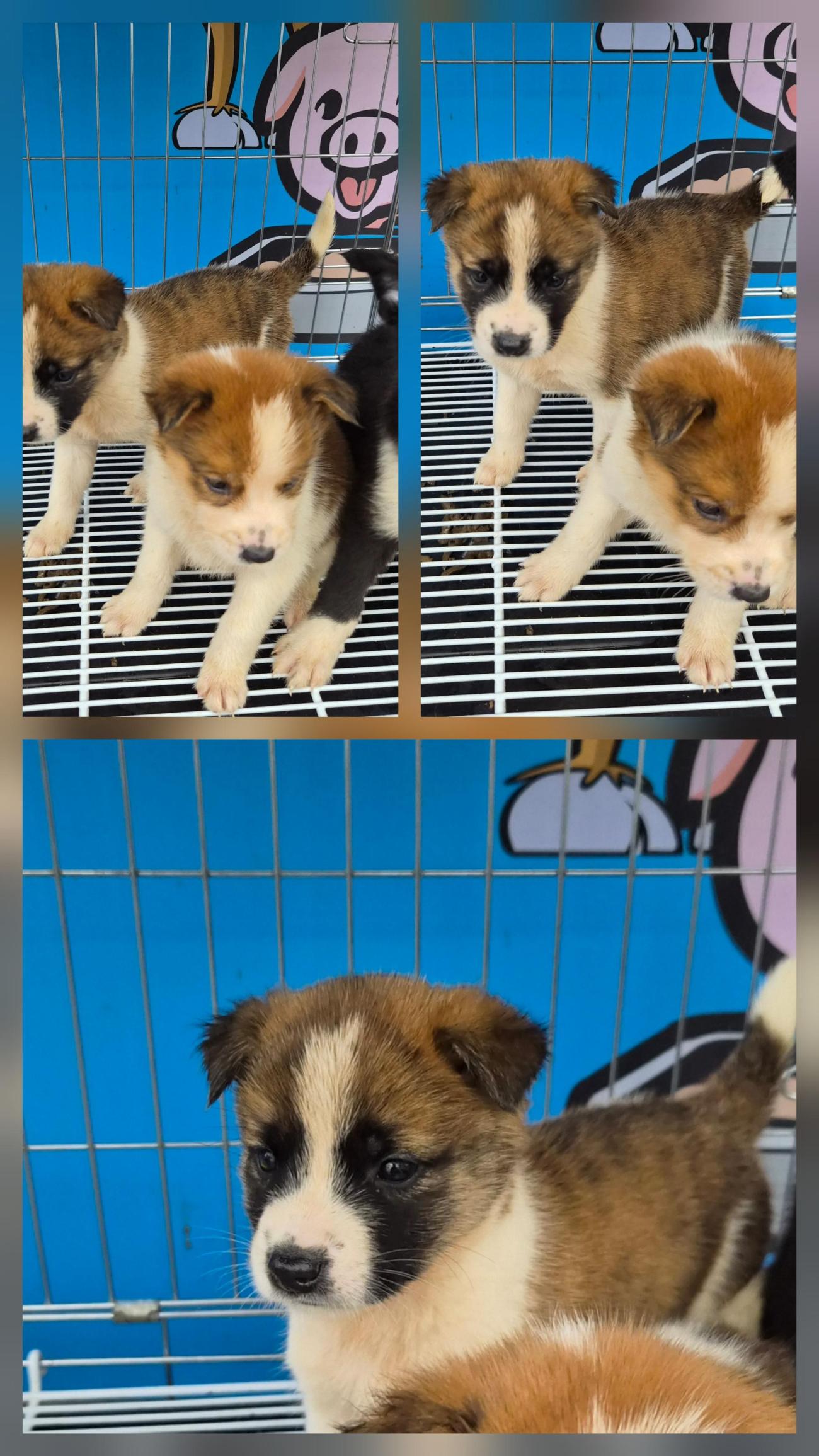 종료(입양) 믹스견…