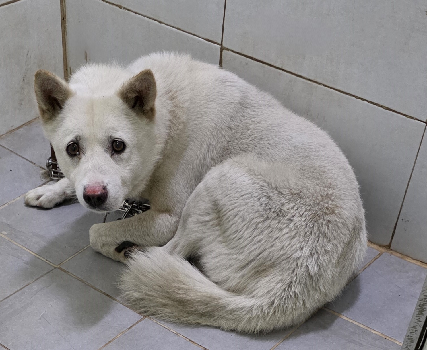 종료(반환) 믹스견…