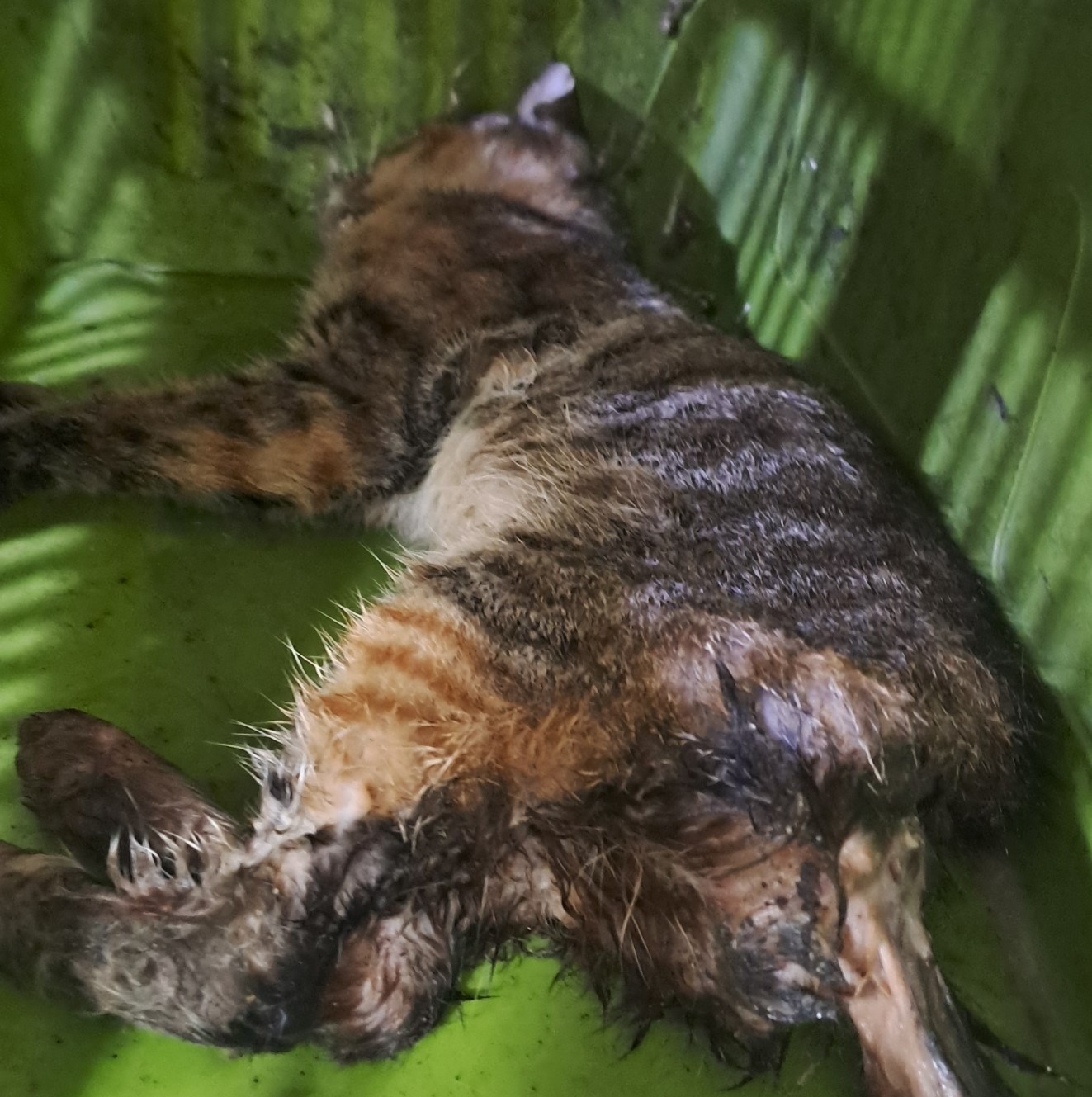 종료(자연사) 한국…