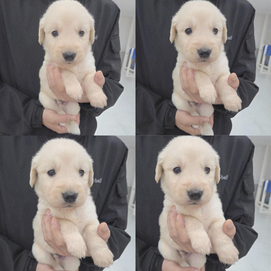 종료(기증) 골든 …