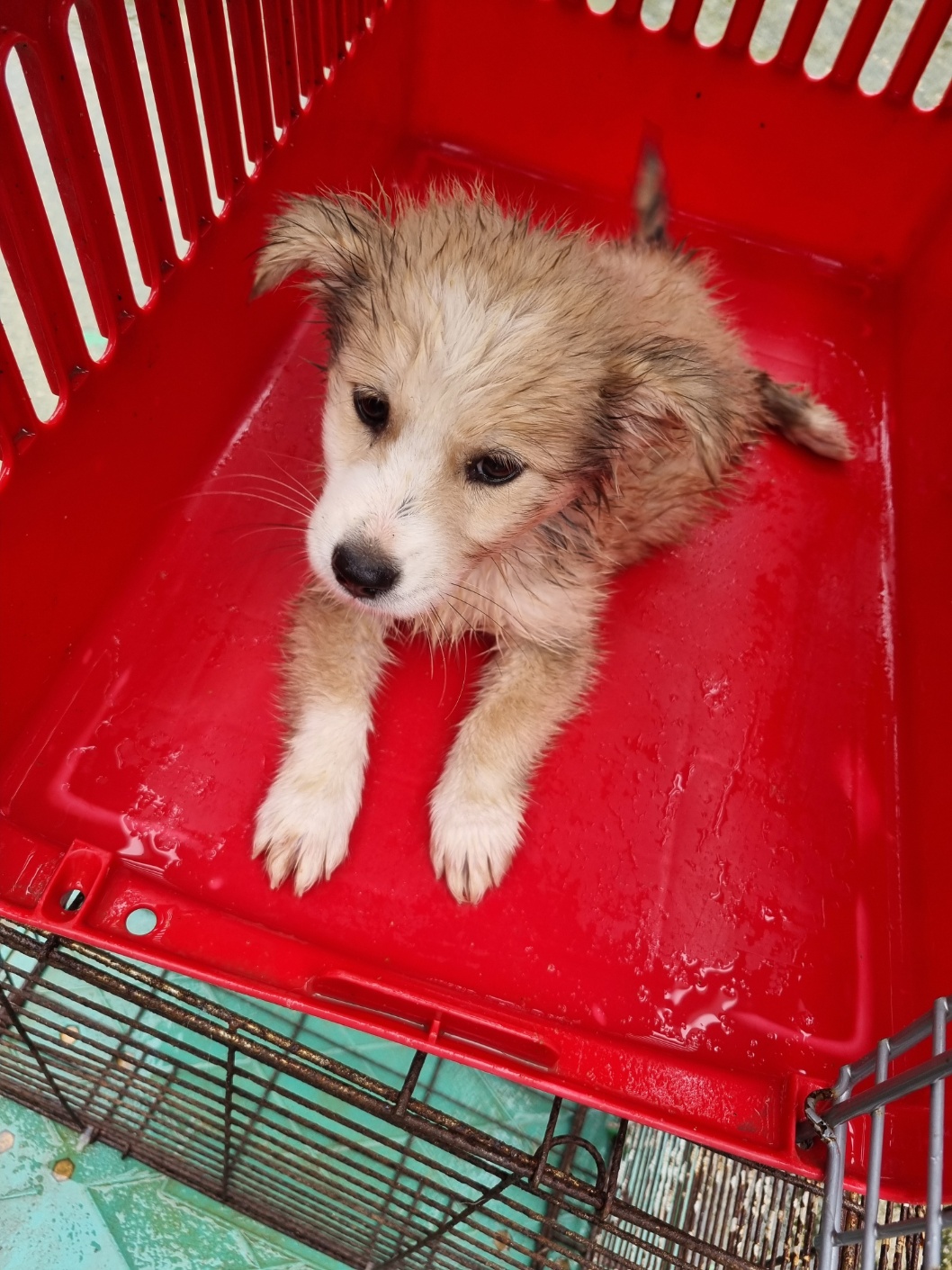 부안군 동물보호센터_445479202501149