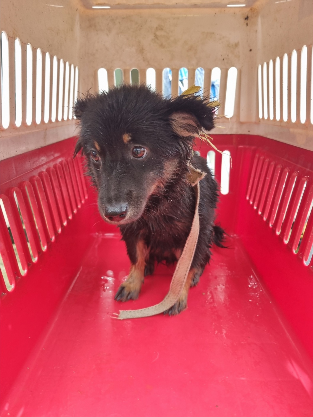 부안군 동물보호센터_445479202501144