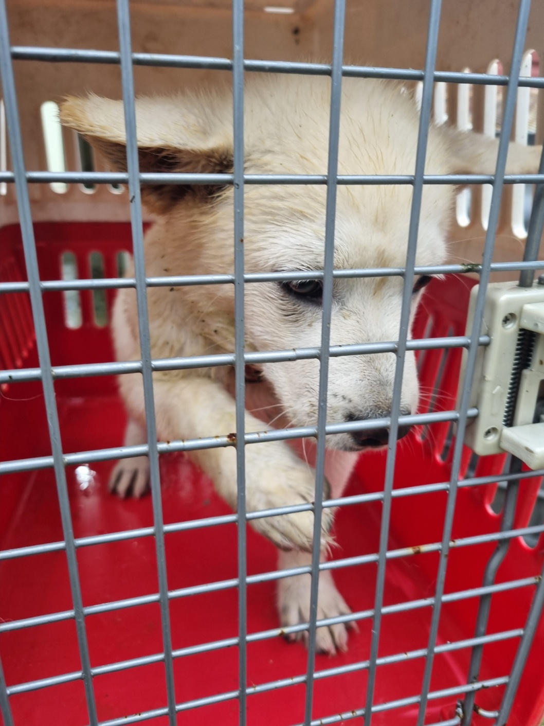 부안군 동물보호센터_445479202501143