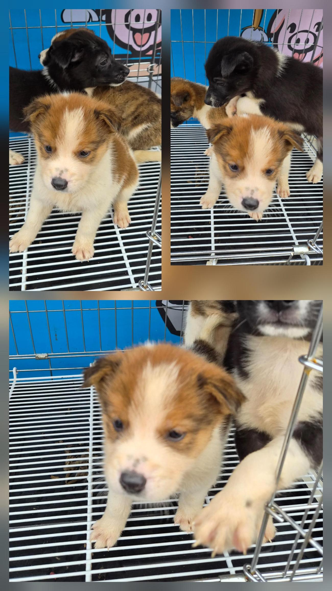 종합축산_447512202500645