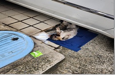 종료(자연사) 한국…