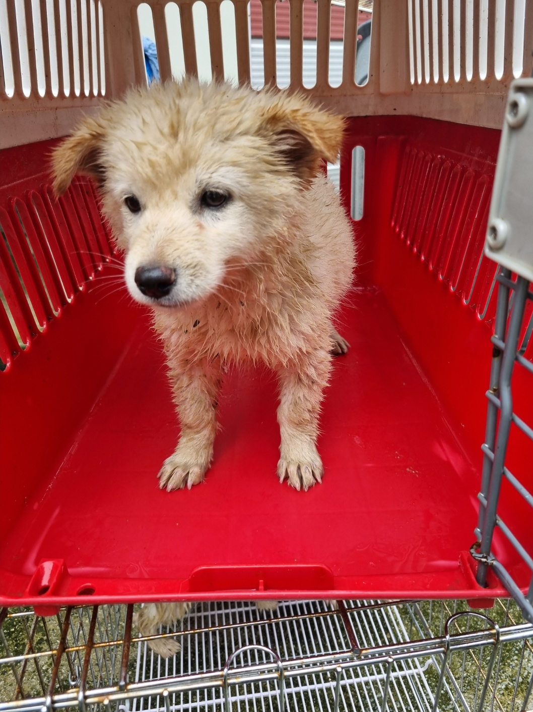 부안군 동물보호센터_445479202501146