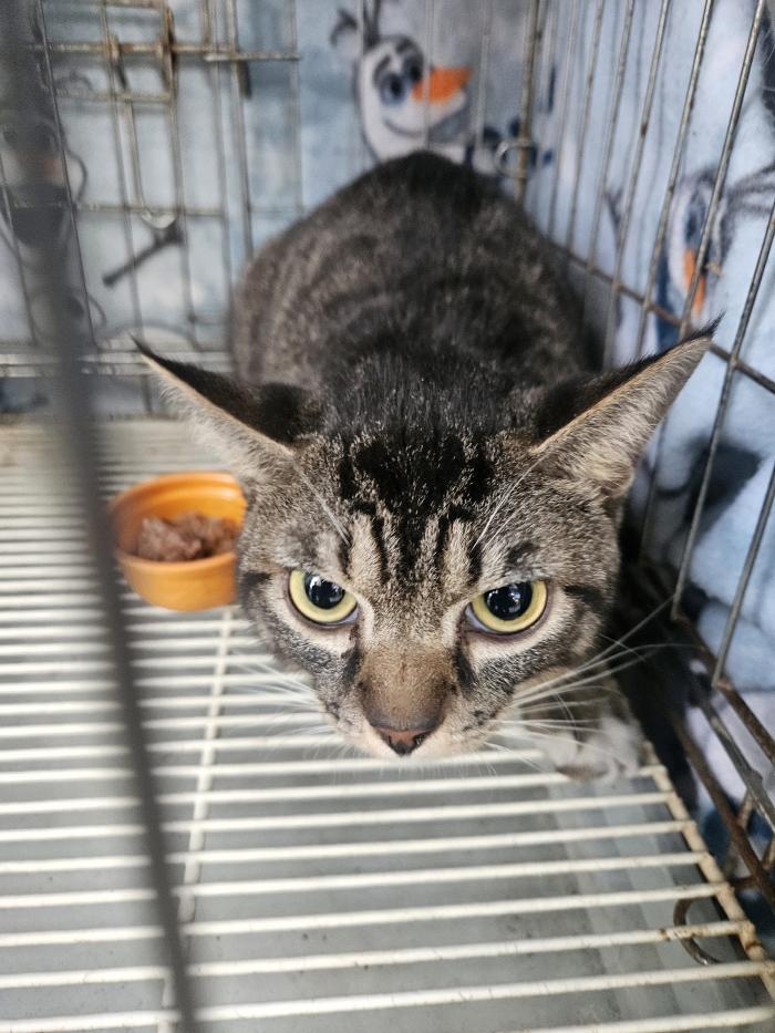 동물보호관리협회_426329202500822