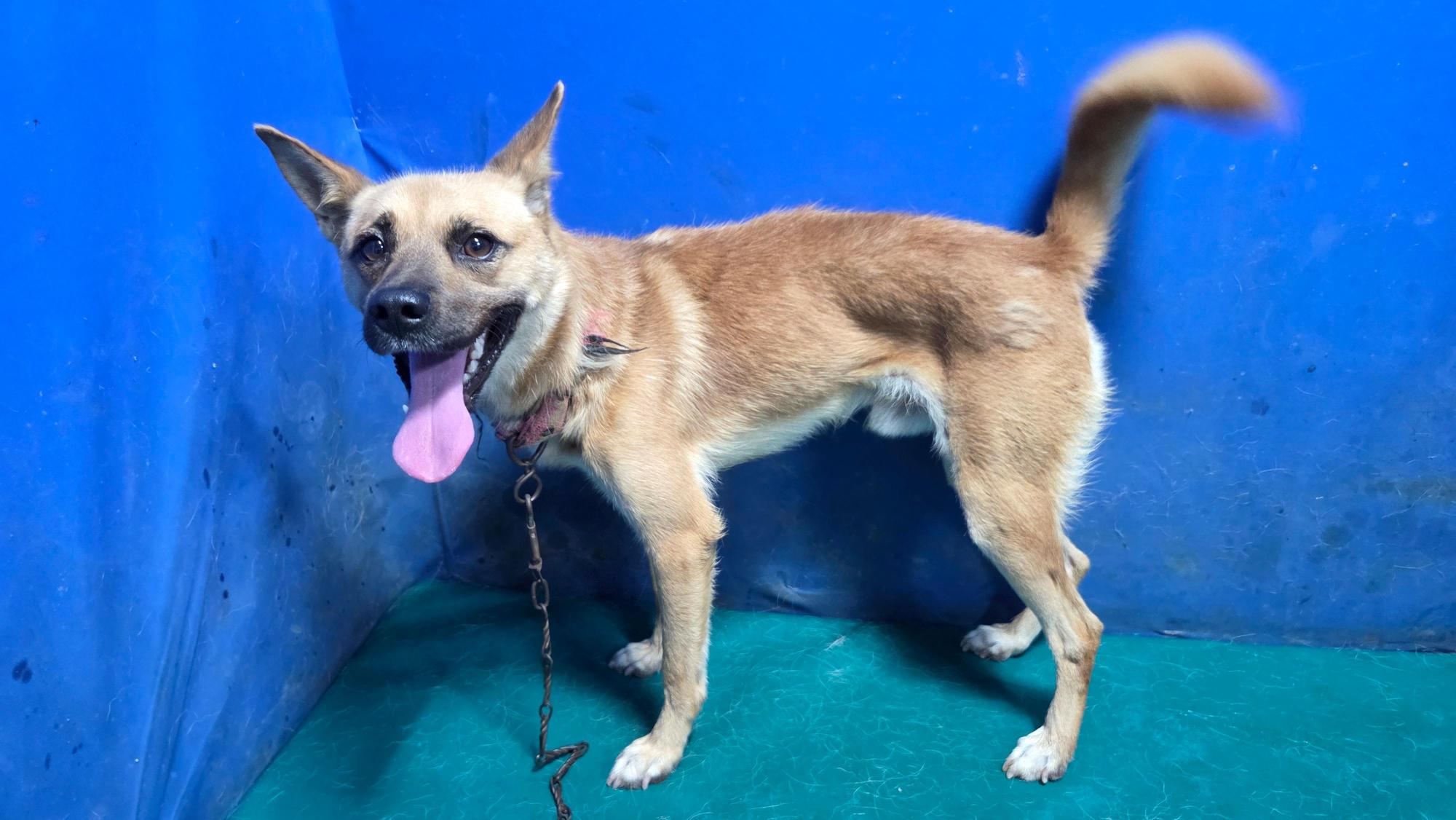 보호중 믹스견의 가…