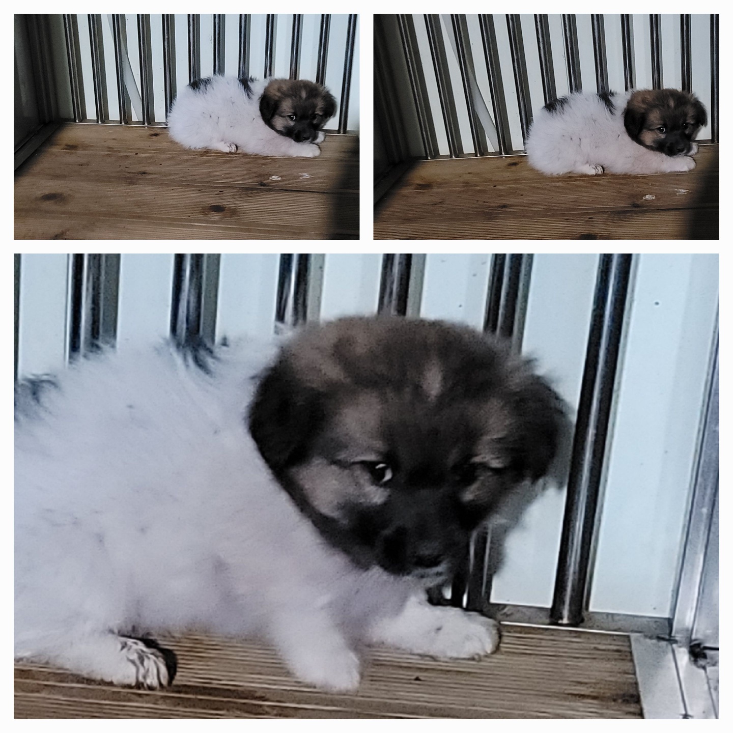 종료(자연사) 믹스…