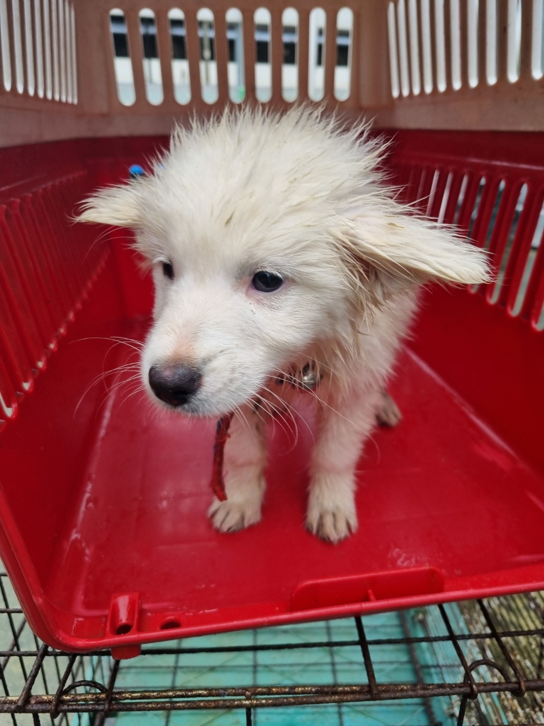 부안군 동물보호센터_445479202501148