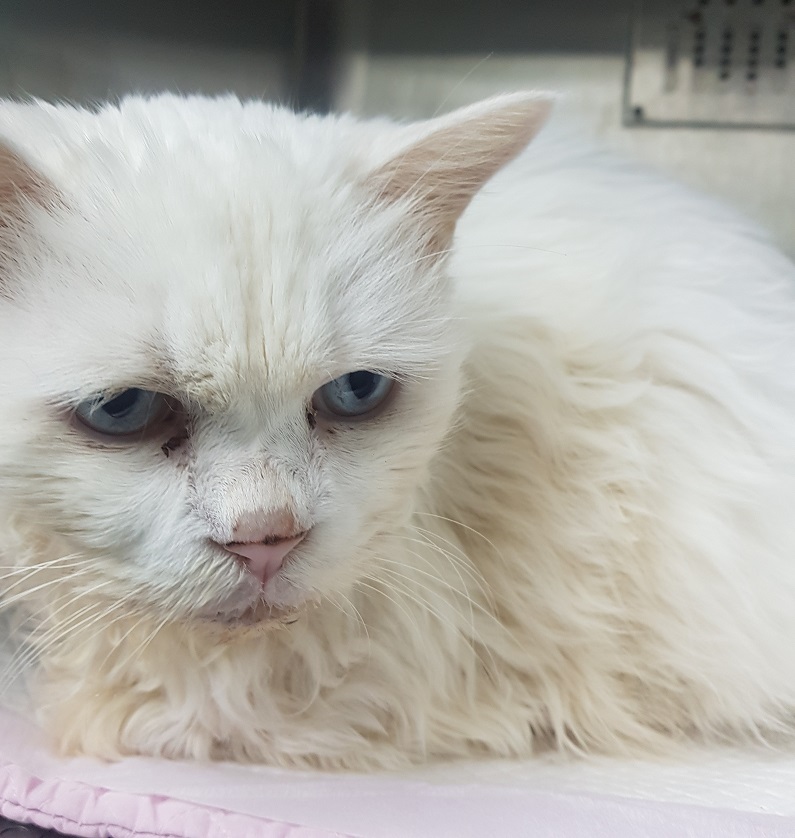 종료(반환) 터키시…