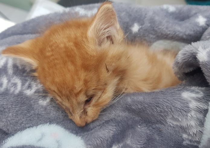 종료(자연사) 한국…