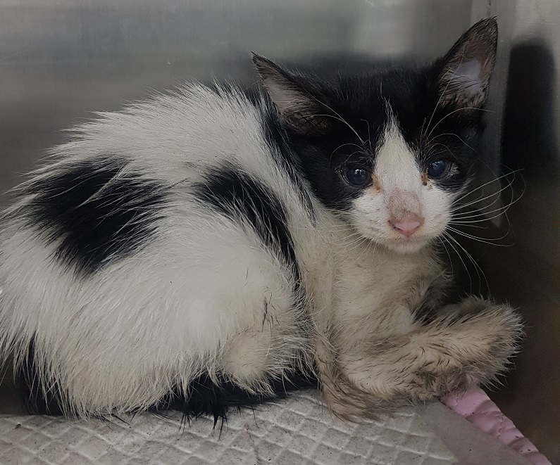 조재진동물병원_428354202501022