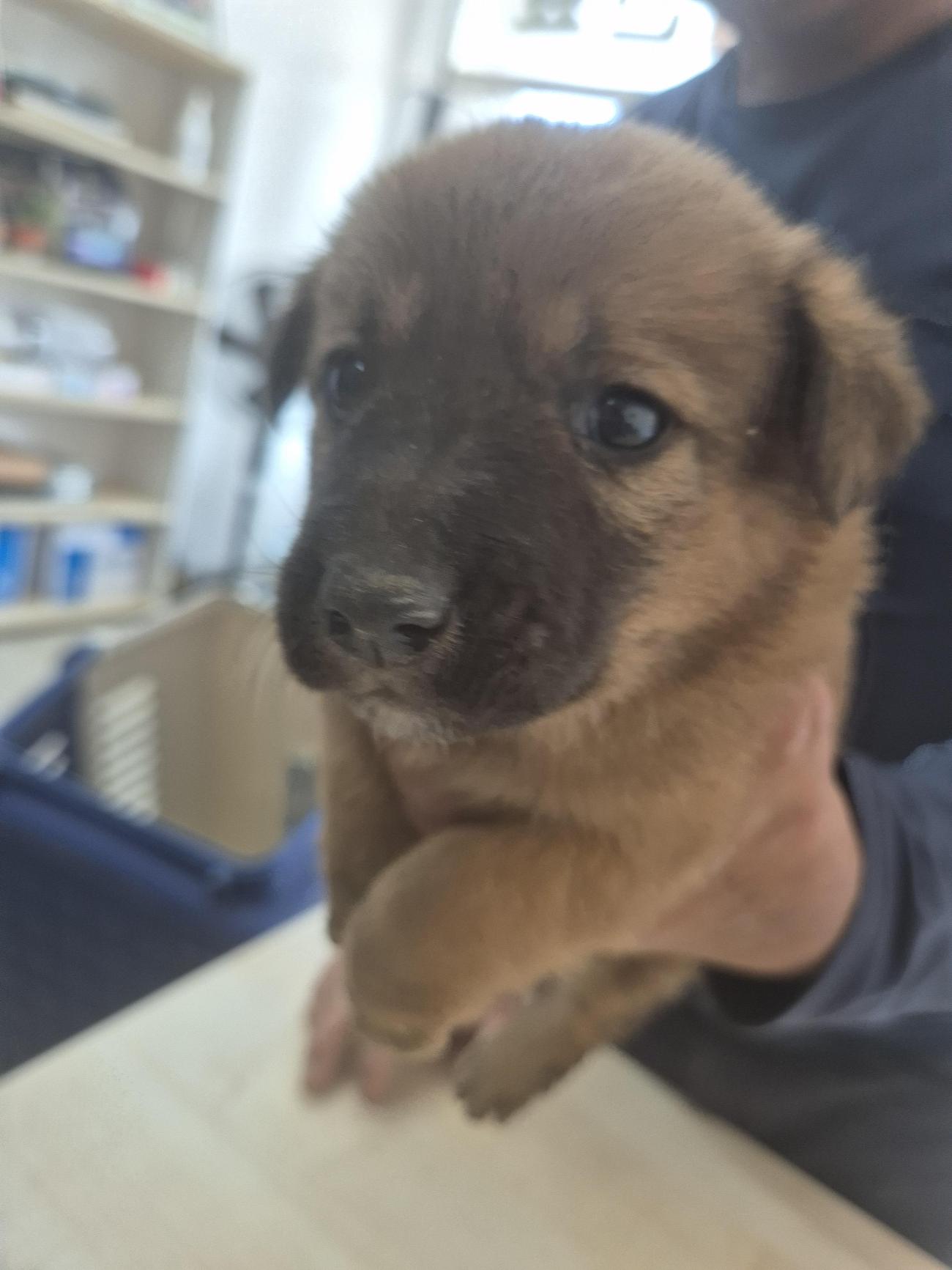 완주군유기동물보호소_445472202500582