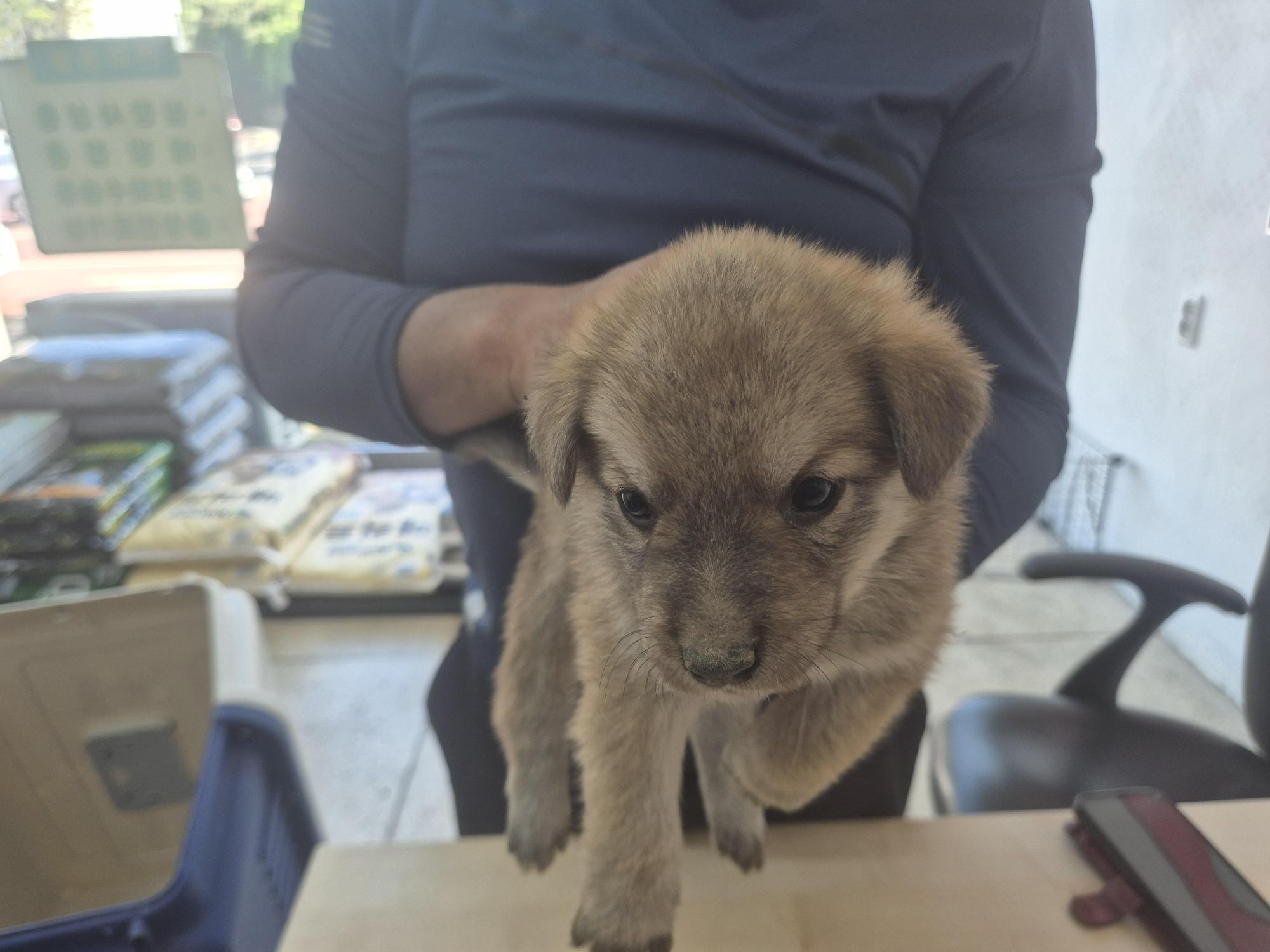 종료(입양) 믹스견…