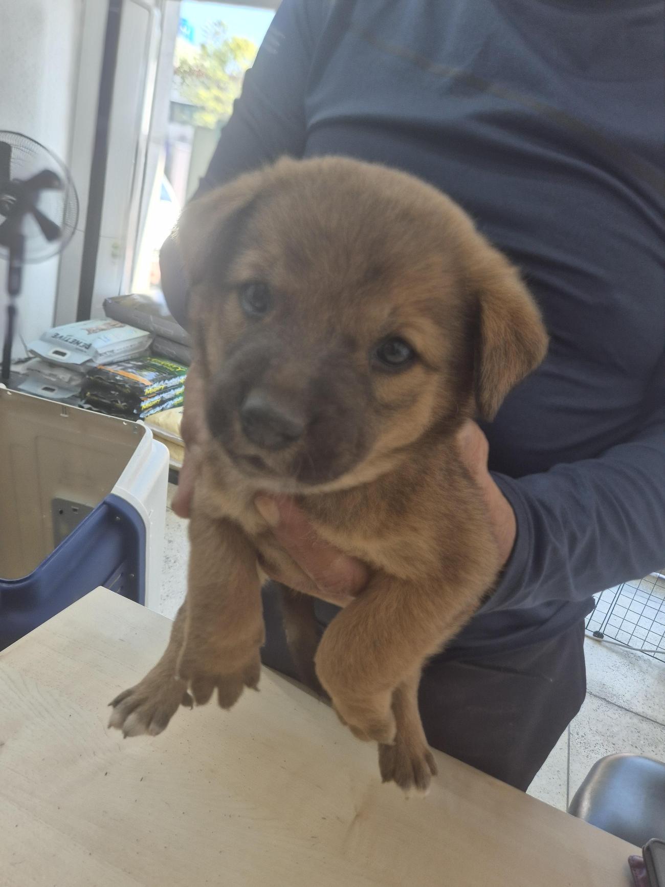 완주군유기동물보호소_445472202500581