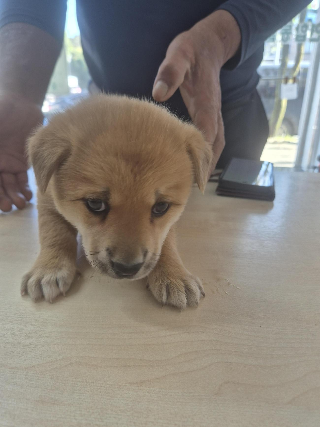 종료(입양) 믹스견…