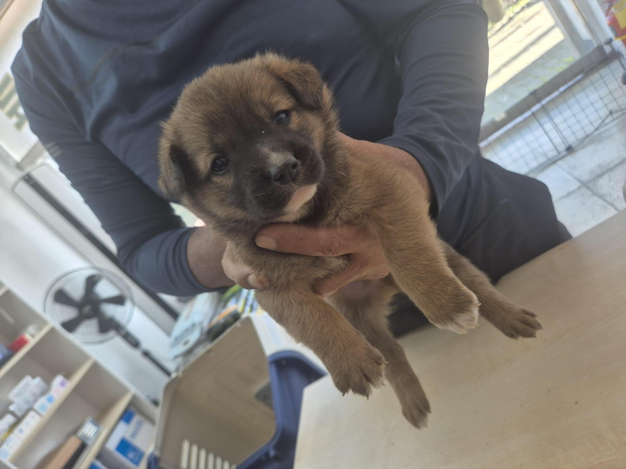 완주군유기동물보호소_445472202500580