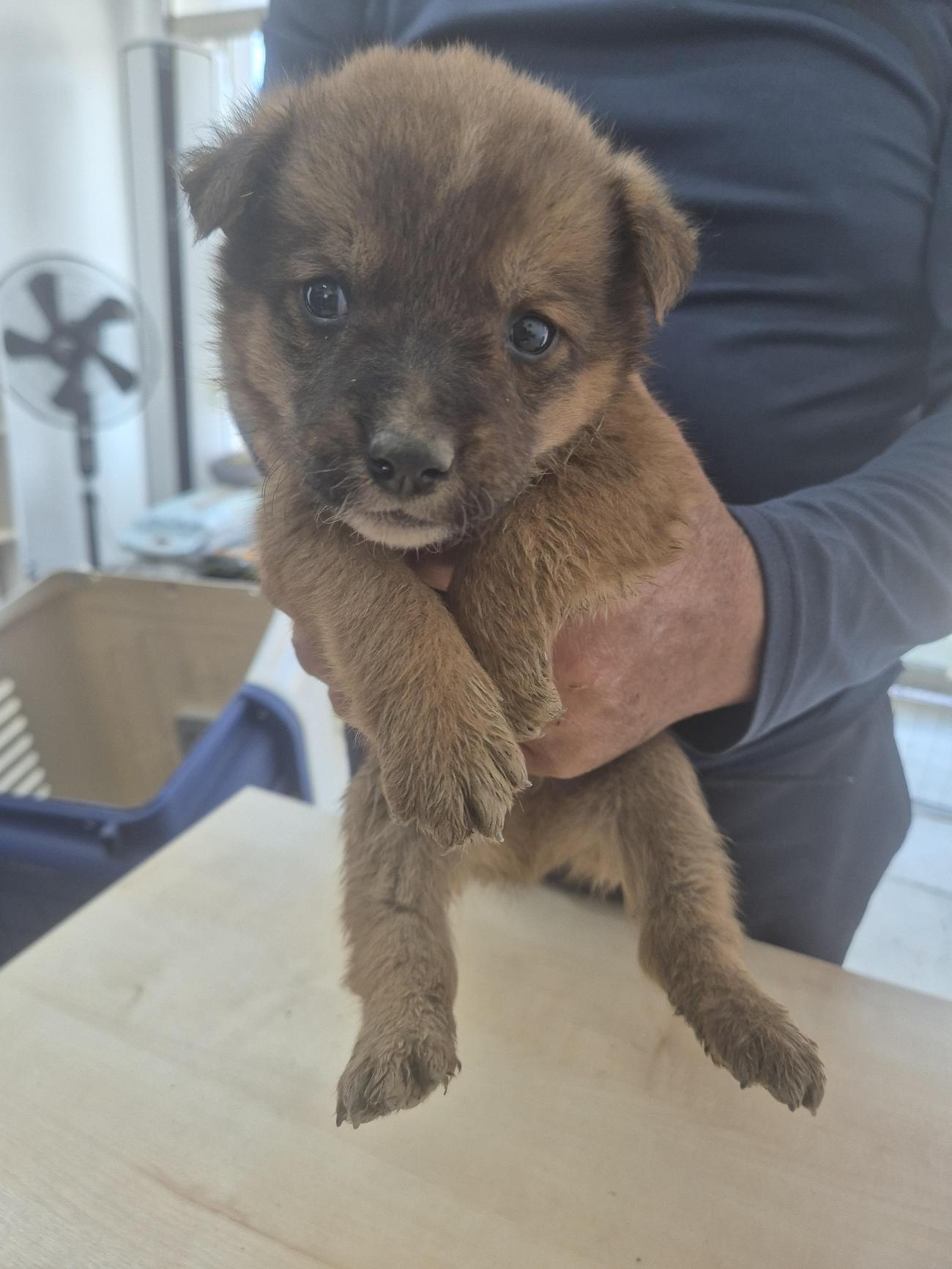 종료(자연사) 믹스…