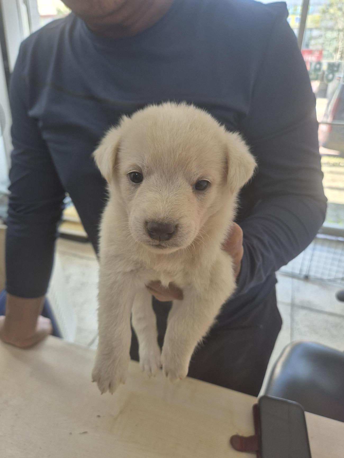 완주군유기동물보호소_445472202500583