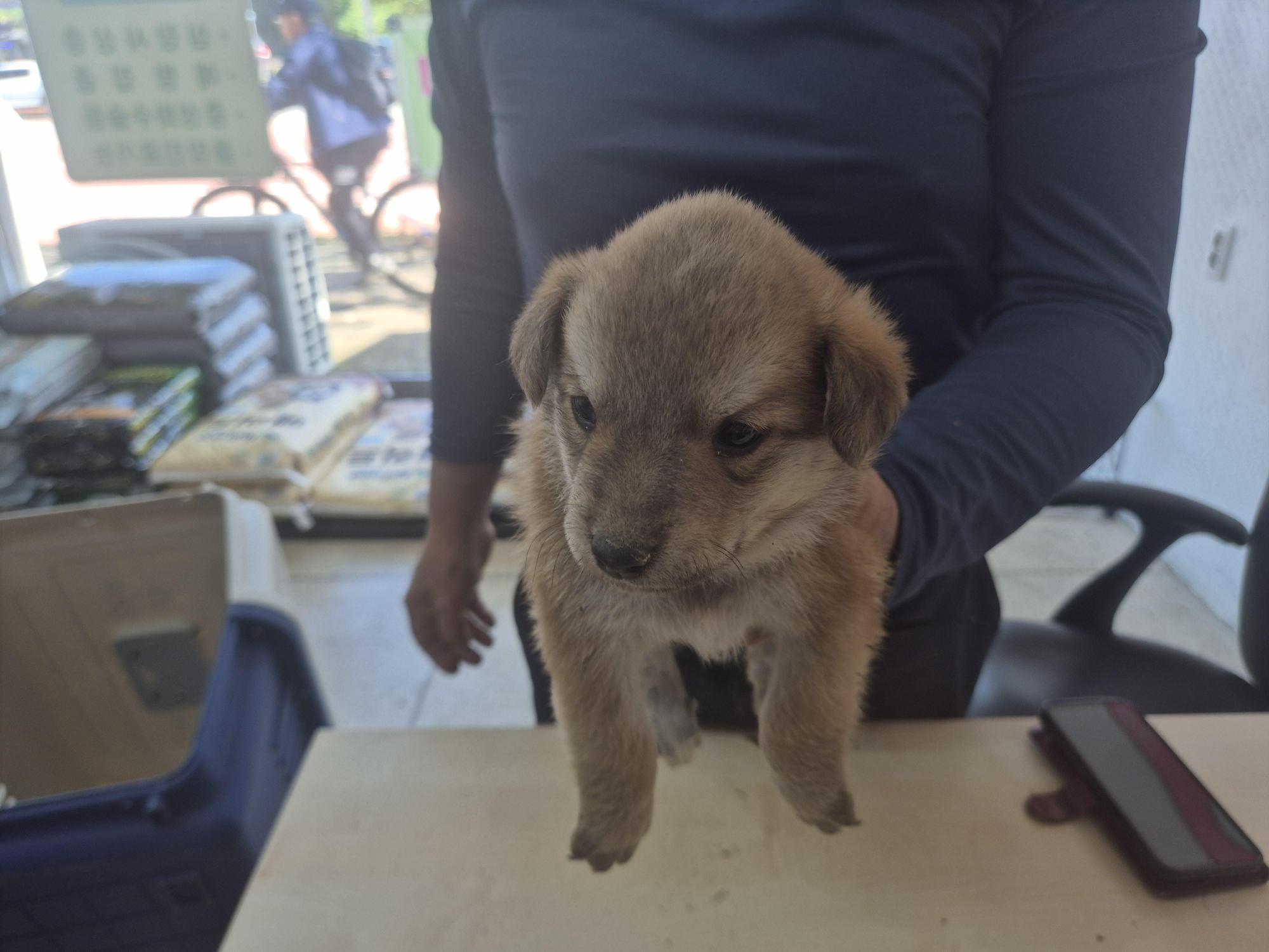 완주군유기동물보호소_445472202500585