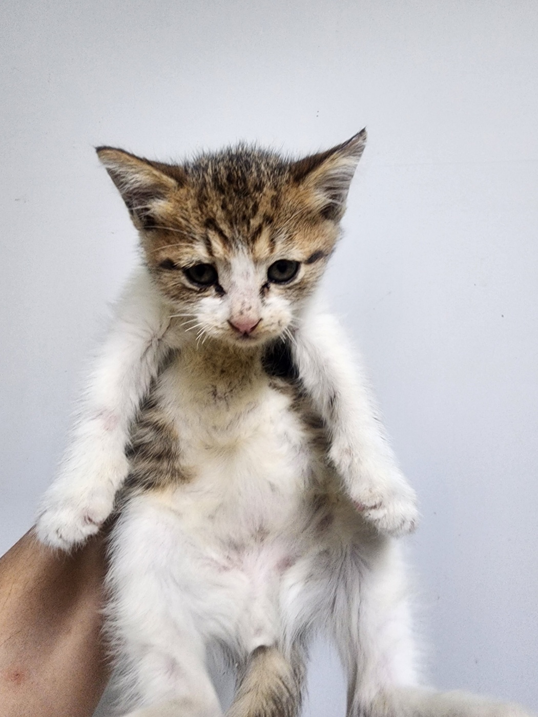 인천광역시수의사회_428353202500894