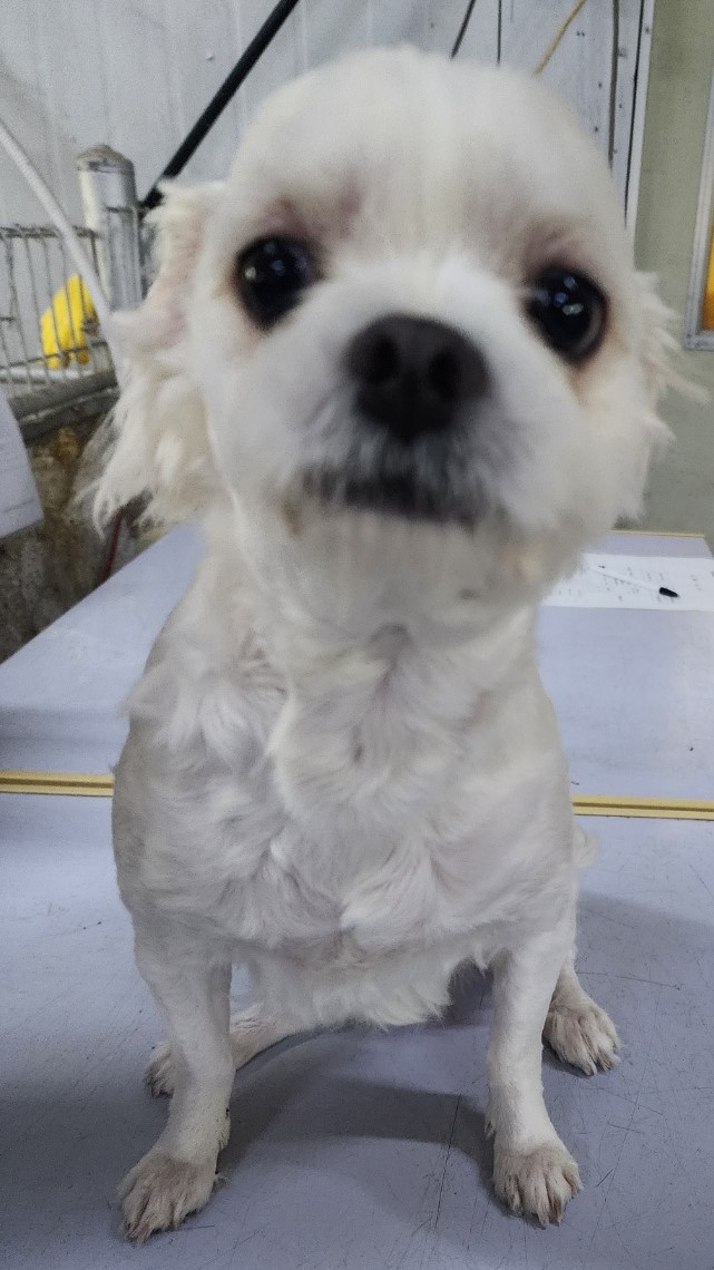 종료(반환) 말티즈…