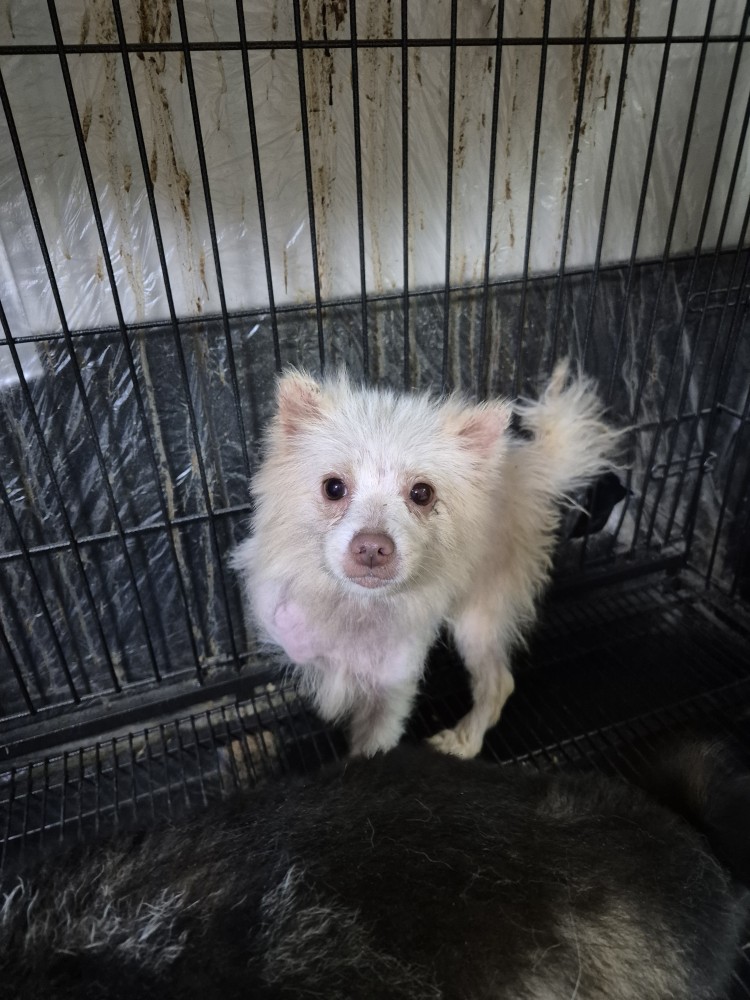 보호중 포메라니안의…