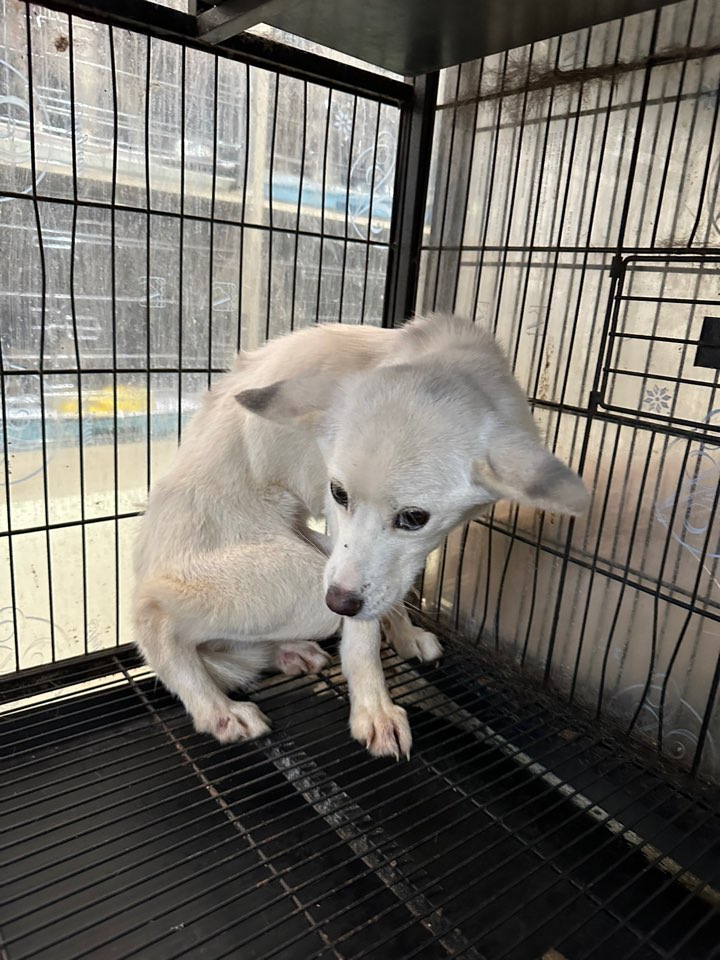 보호중 믹스견의 가…