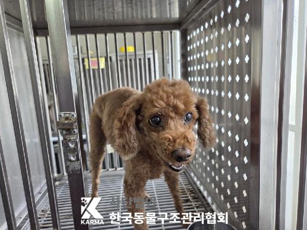 보호중 푸들의 가족…