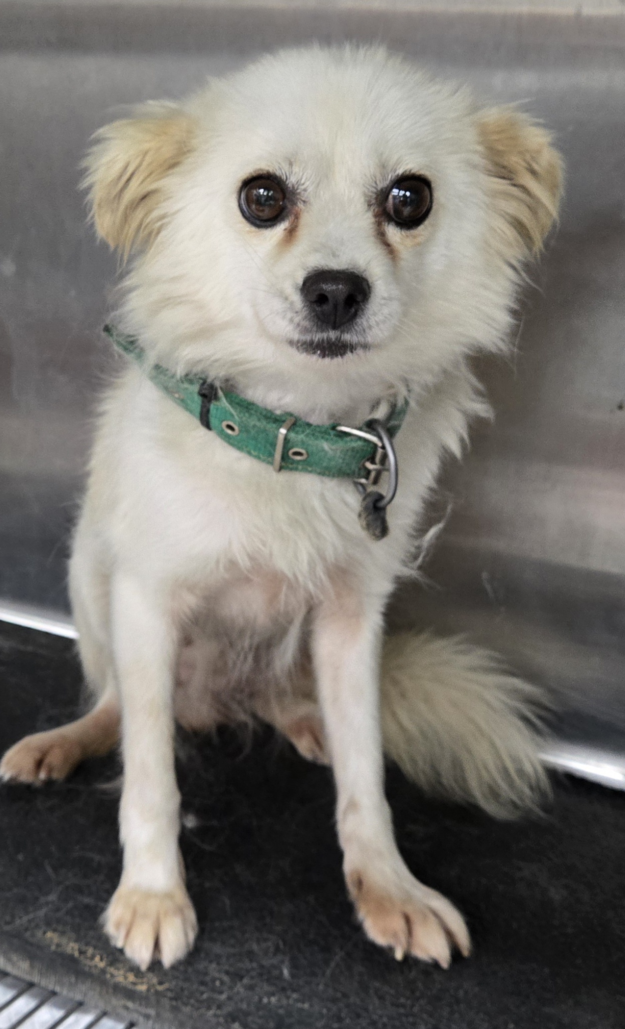 보호중 믹스견의 가…