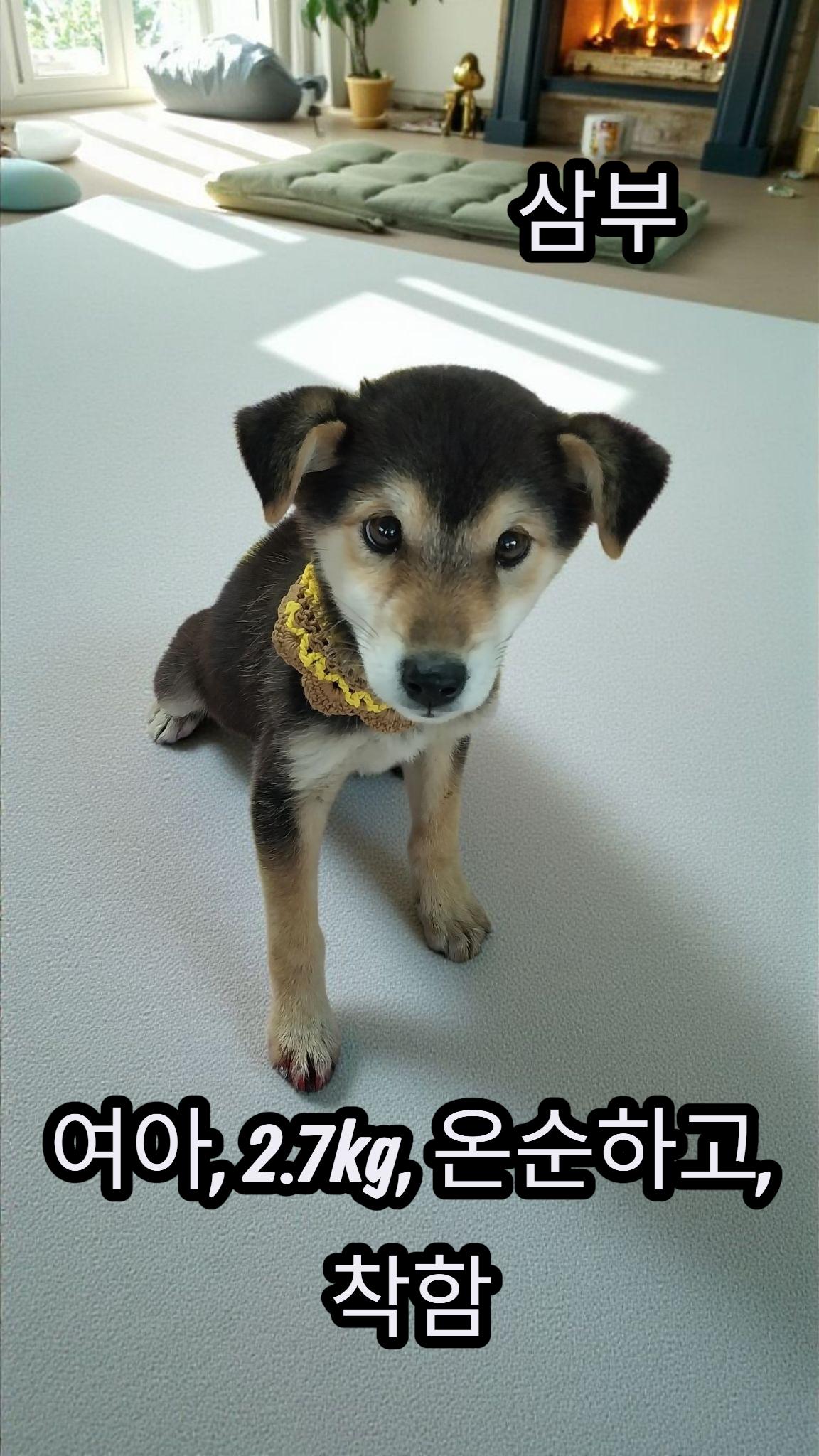 성주유기동물보호센터_447521202500470