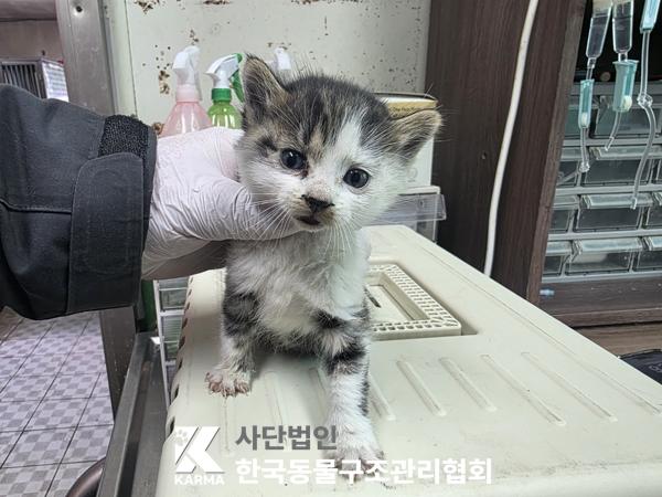 종료(자연사) 한국…