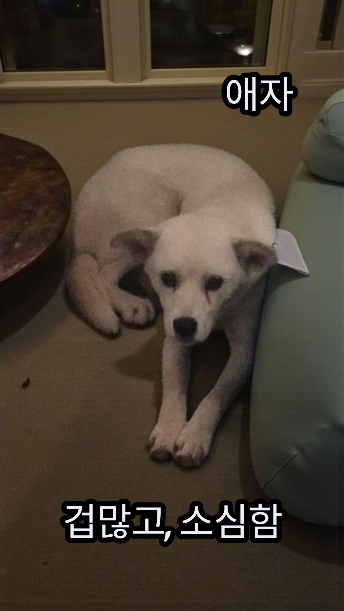 성주유기동물보호센터_447521202500465