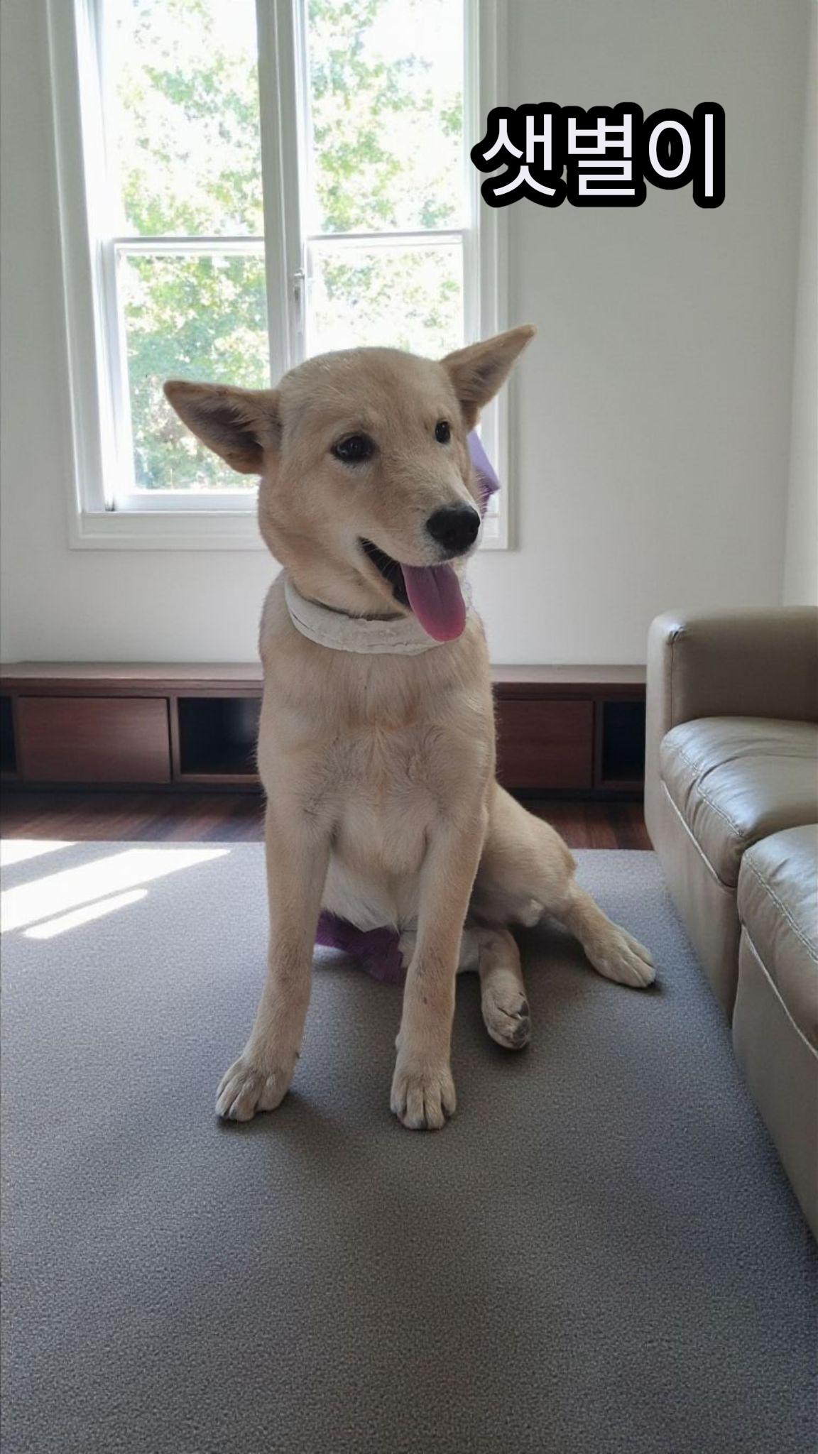 보호중 믹스견의 가…