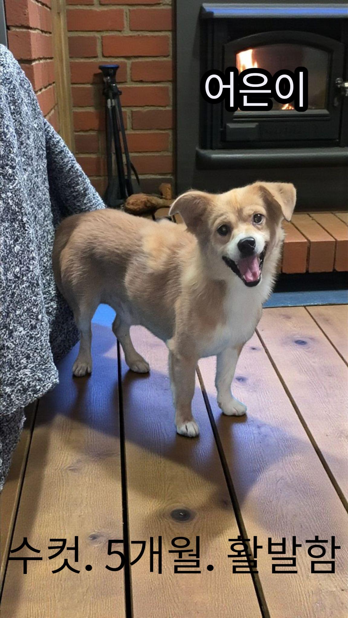 보호중 믹스견의 가…