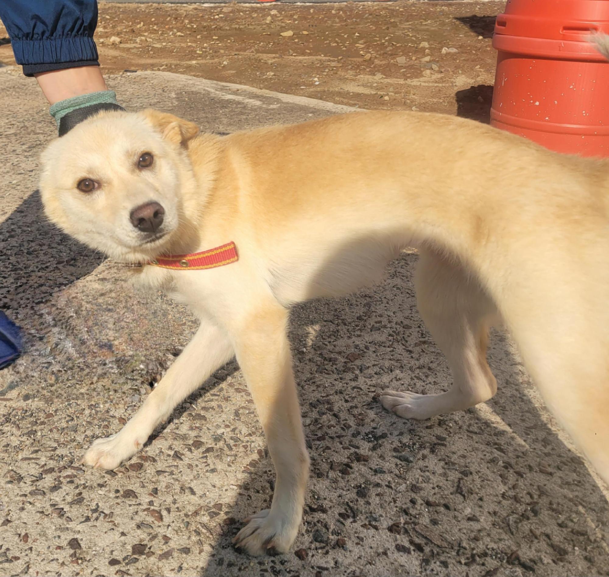 종료(입양) 믹스견…