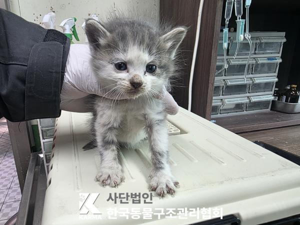 종료(입양) 한국 …