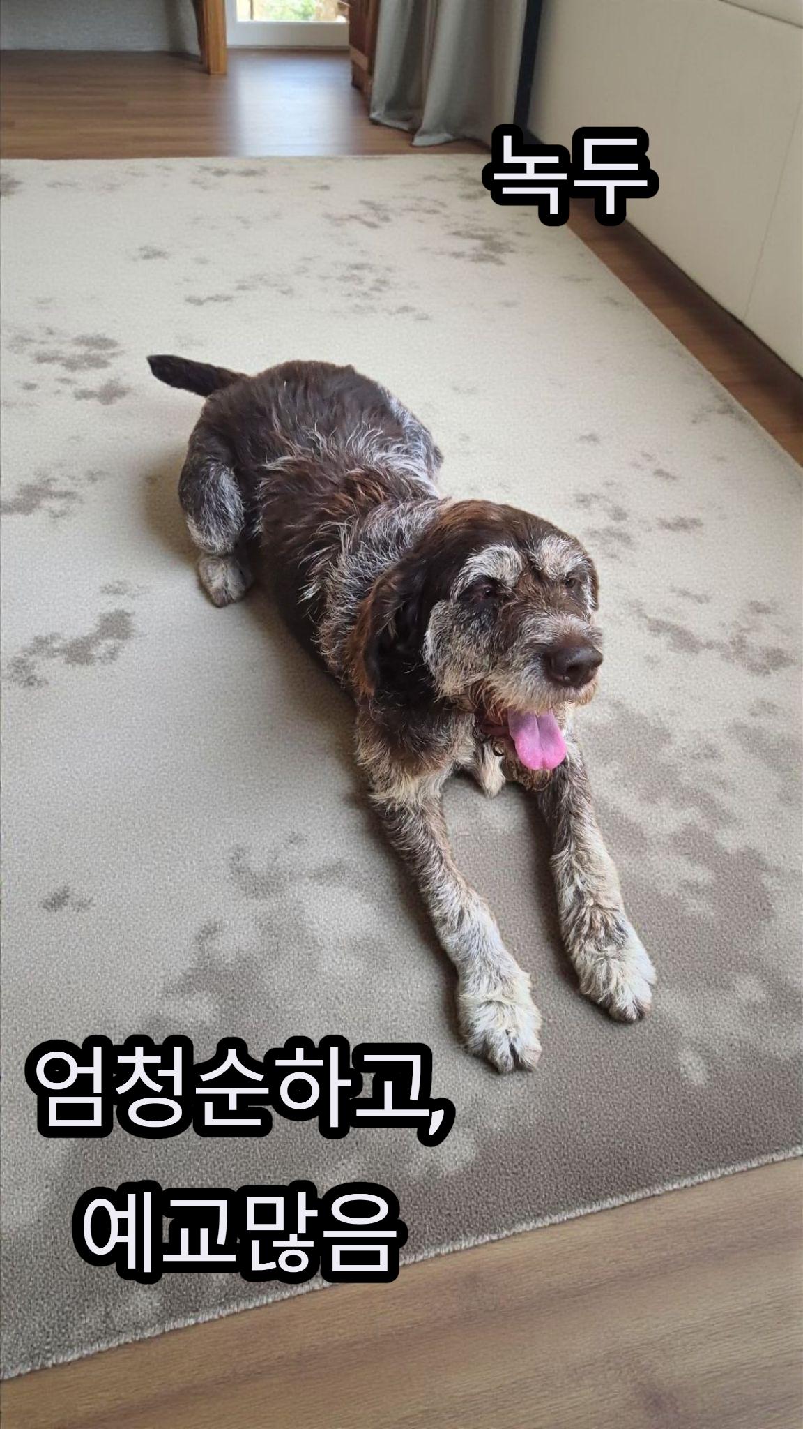 성주유기동물보호센터_447521202500473