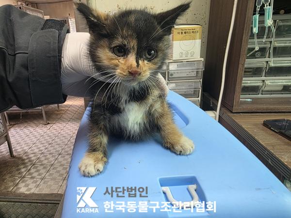 종료(자연사) 한국…