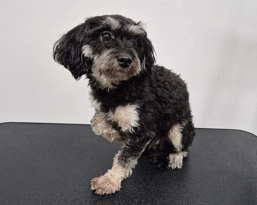 종료(반환) 믹스견…