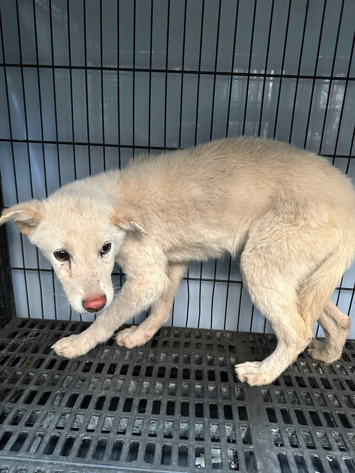 보호중 믹스견의 가…