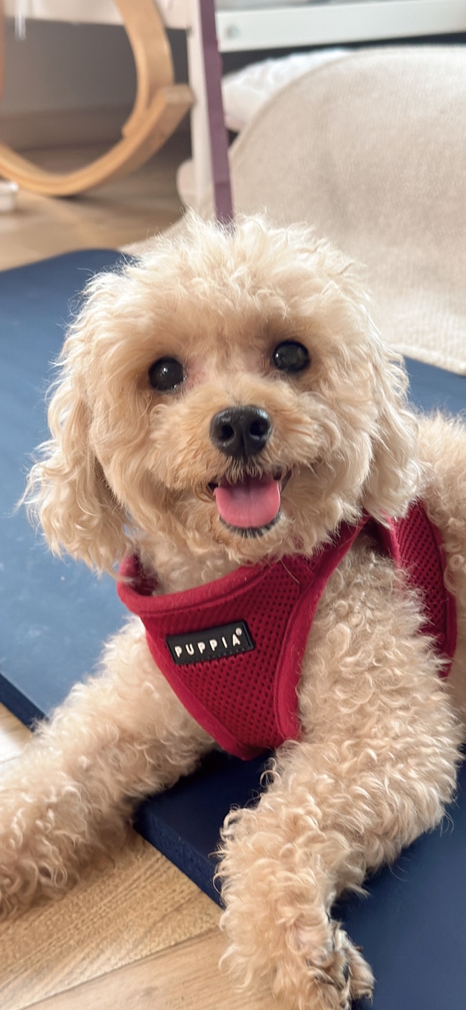 종료(반환) 푸들의…