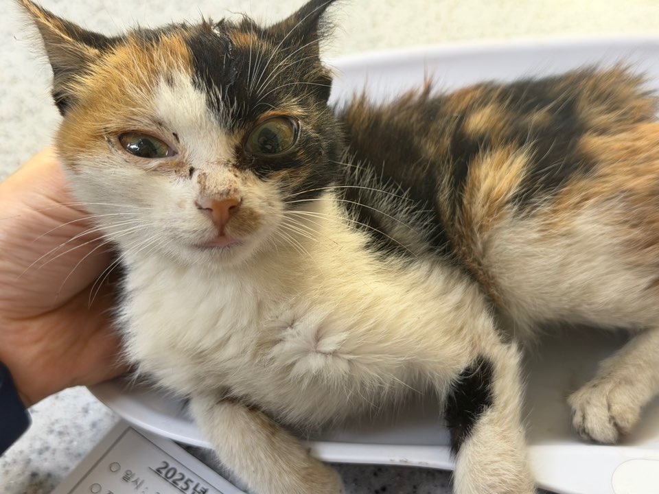 종료(자연사) 한국…