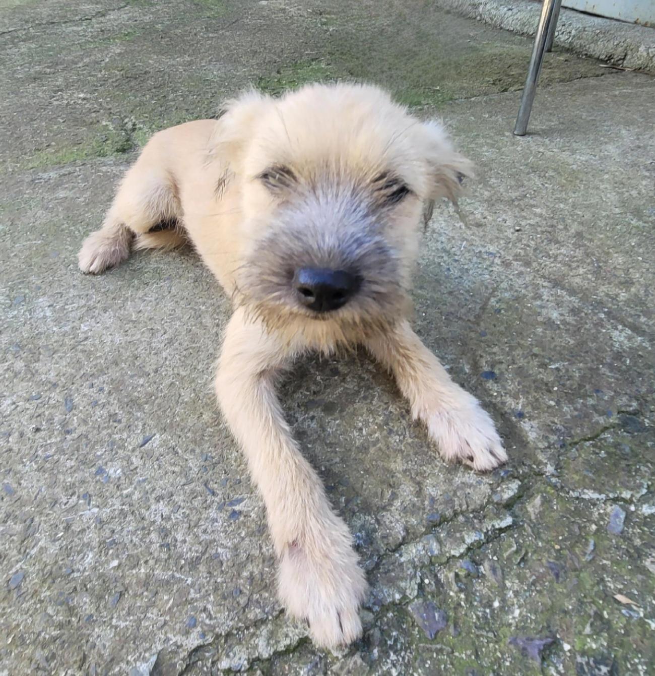 사천시 동물보호센터_448534202501572