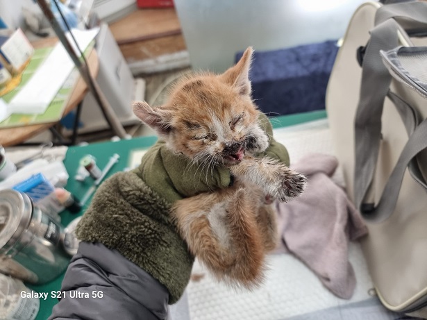 경동동물병원_428352202500481