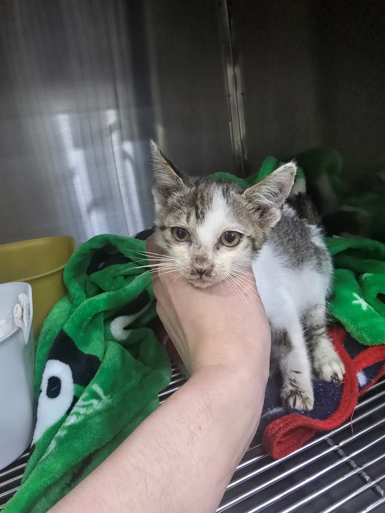 종료(입양) 한국 …