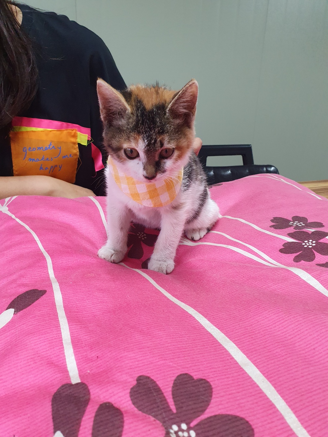 보호중 한국 고양이…