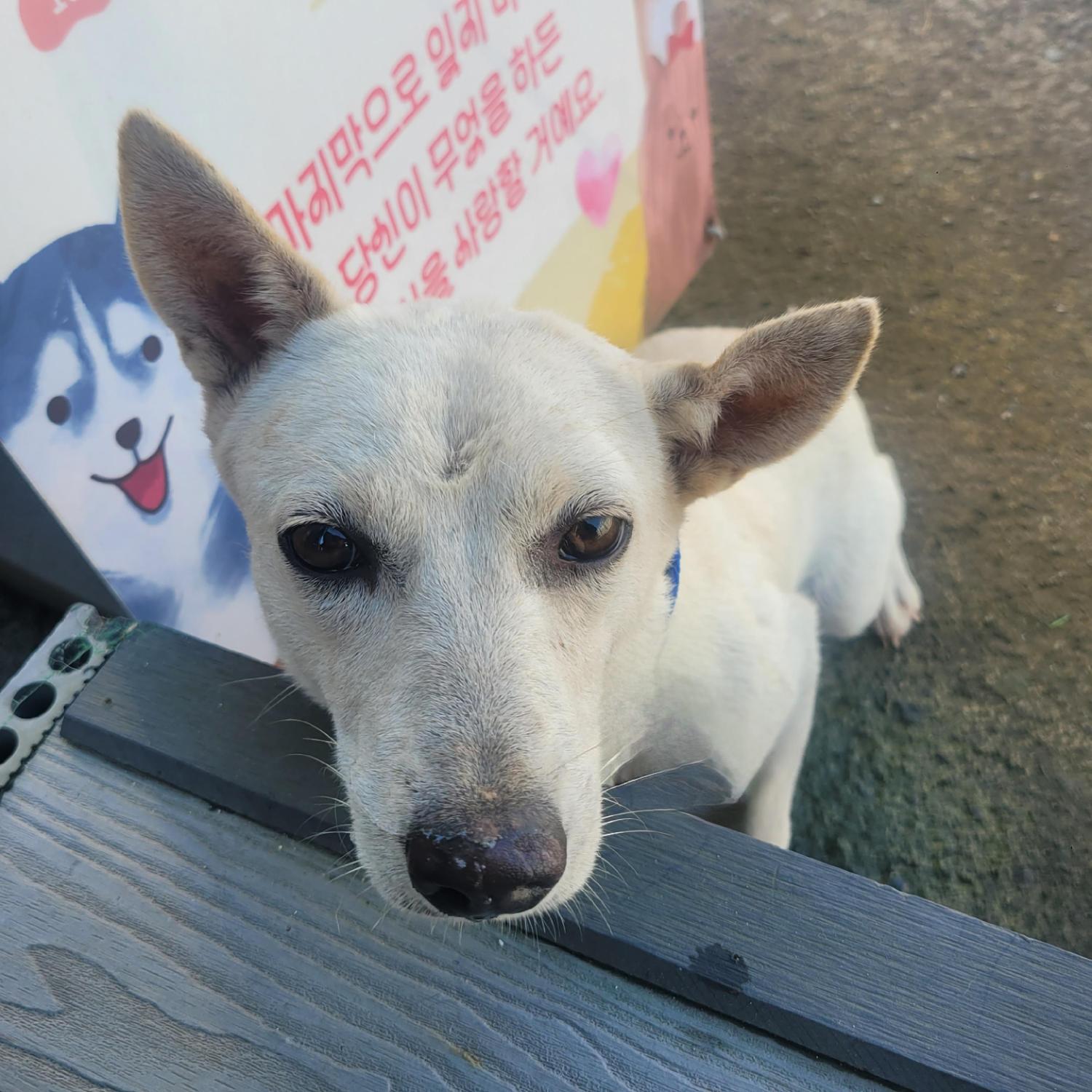 종료(자연사) 믹스…